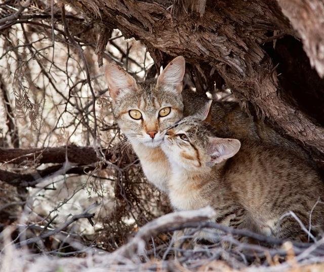 卡拉哈里南部的一只雌性非洲野猫及其幼崽.