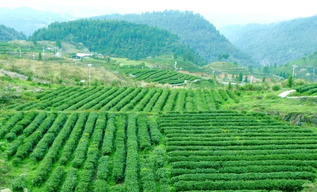 春茶季丨古丈毛尖看得见风景的茶园