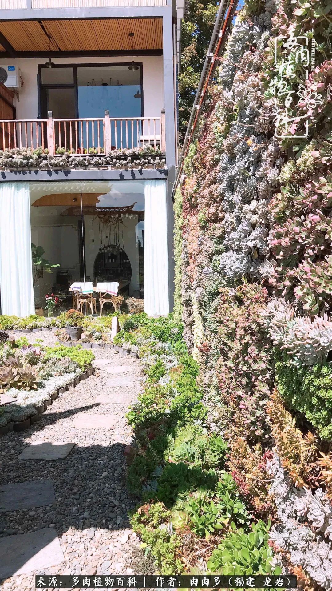 惹得我也好想学画画,可以有一个多肉是应我而生的.