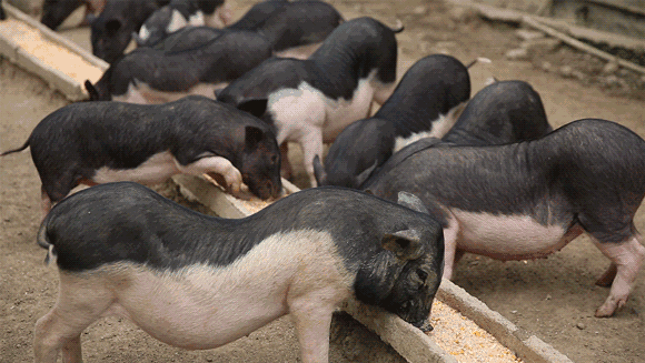 猪吃食动图图片