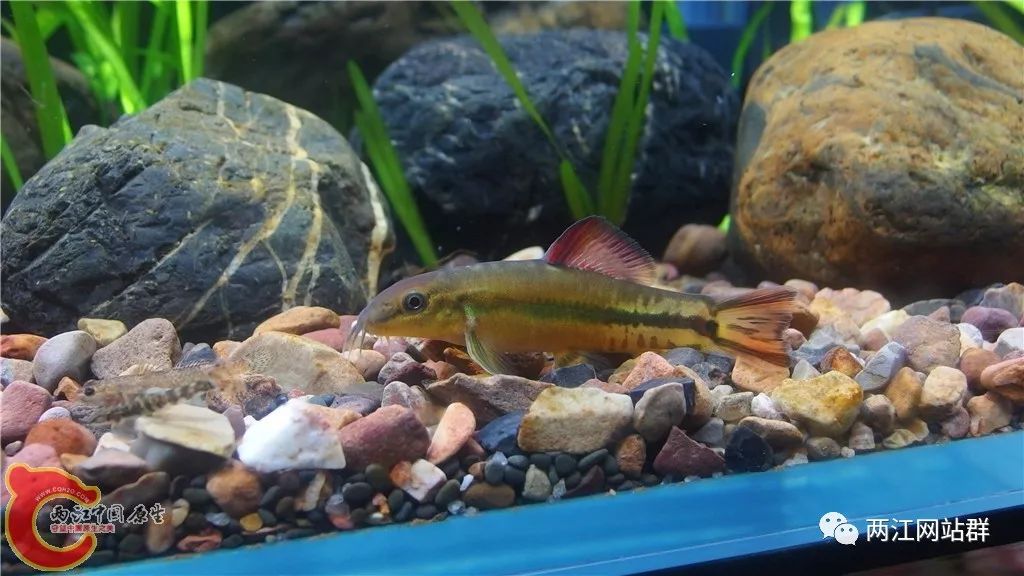 2020年第032期宽体沙鳅繁殖到养殖完整篇