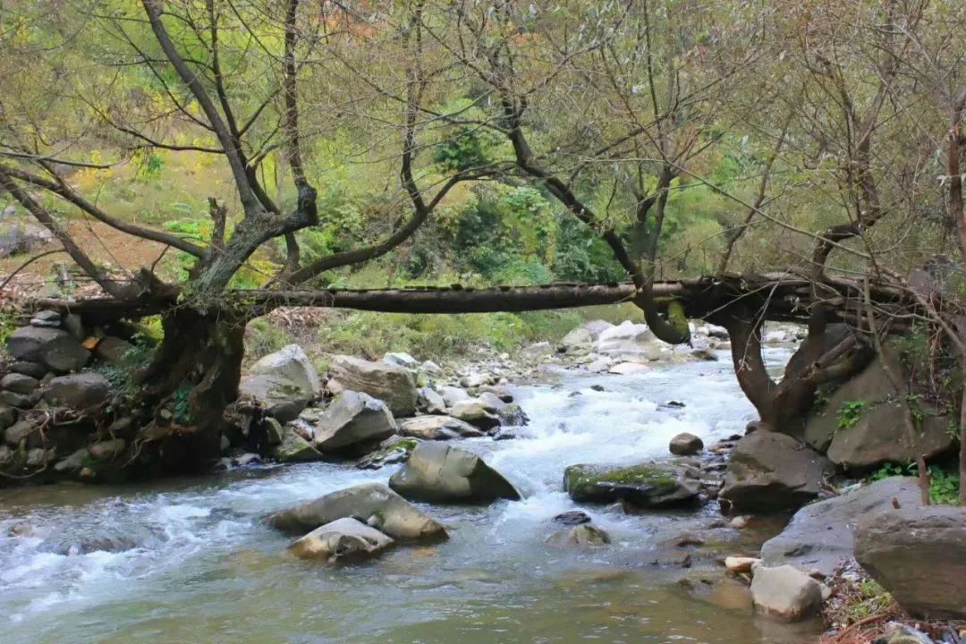 中原镇东沟口村 什么是森林乡村?