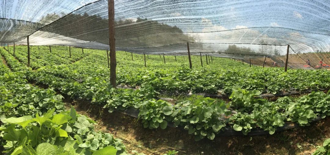 施甸大山深处山葵绿中草药基地笑声朗