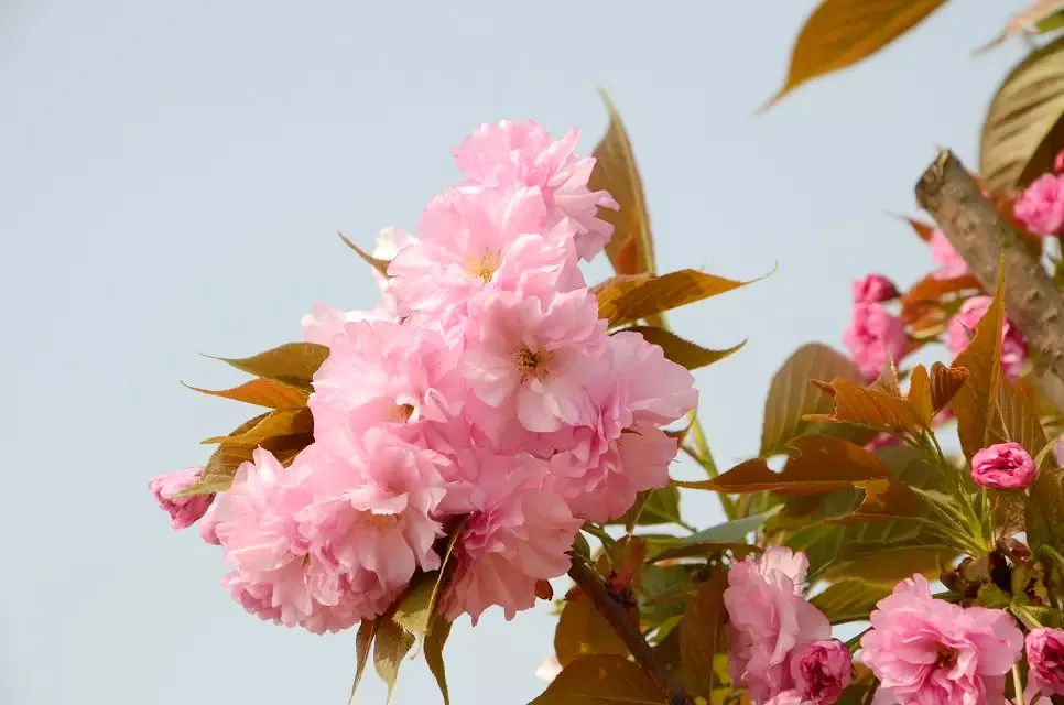 金堂樱花图片