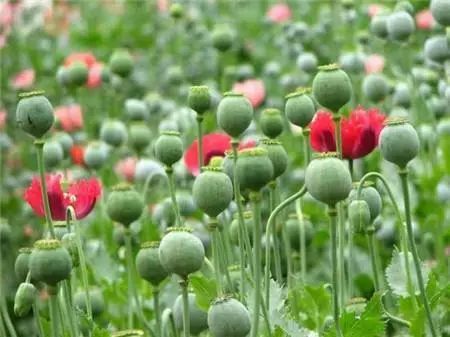 这是"罂粟苗"那就对了如果你没见过它有一种植物也在这个季