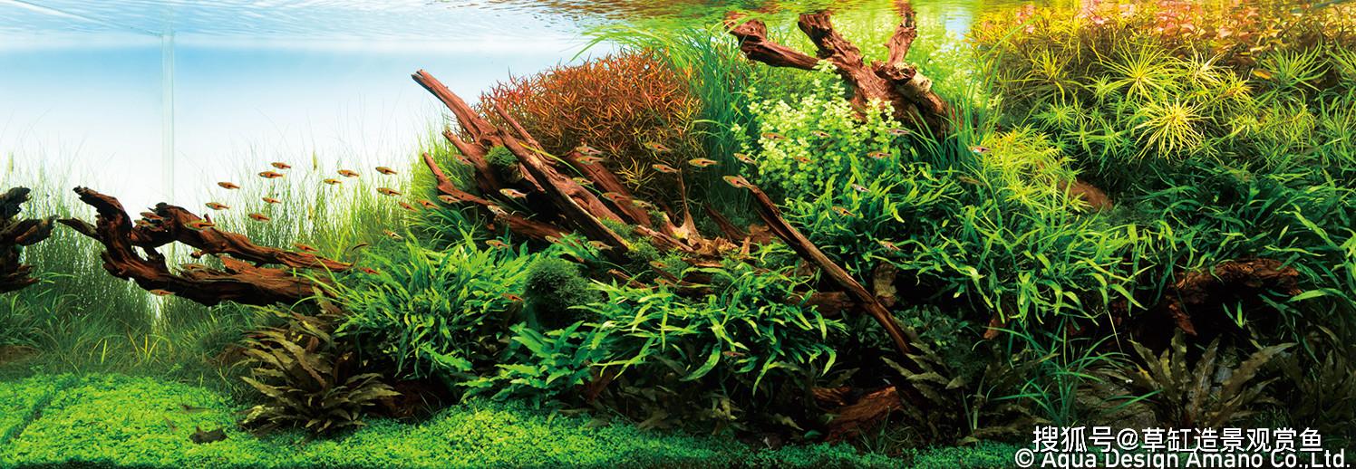 从零开始草缸造景丨67序篇草缸迷必看草缸造景的第一课