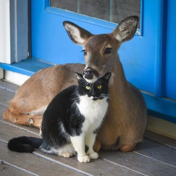 不打不相识流浪猫初见小鹿就挥拳竟日久生情发展好友谊