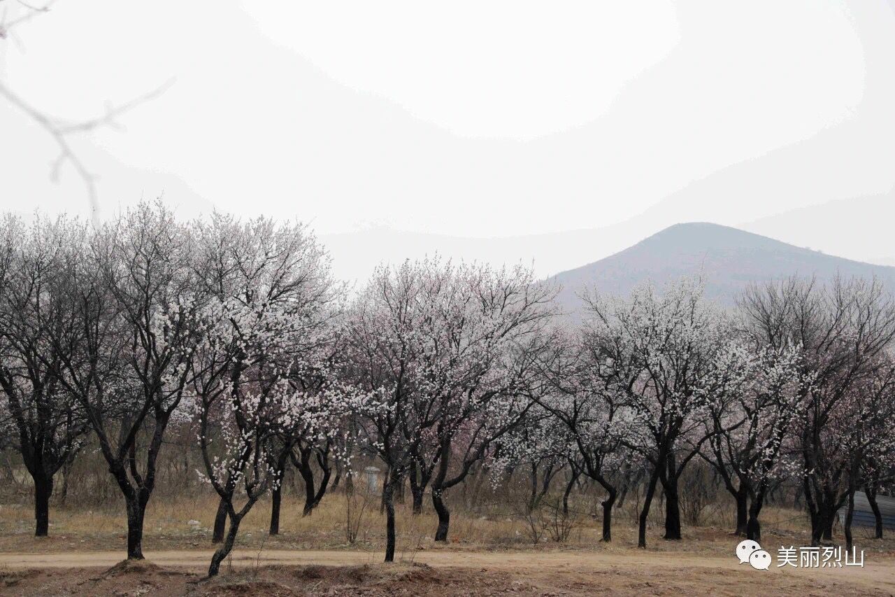 美爆了!烈山鎮南莊杏花開滿山_南莊村