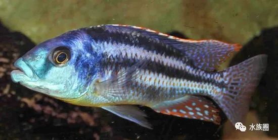 水族生物三湖慈鲷马鲷之chilotilapia厚嘴鲷属31