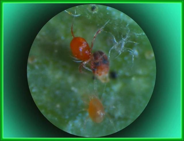 以螨治螨让我们学到了什么