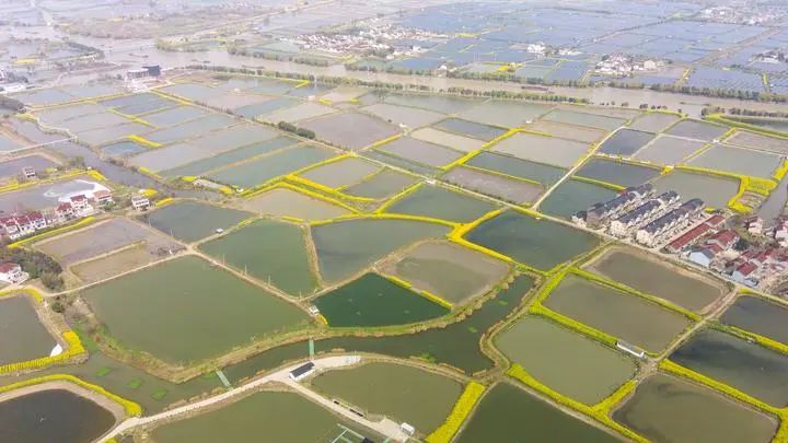 瞧,在那油菜花盛开的地方_鱼塘