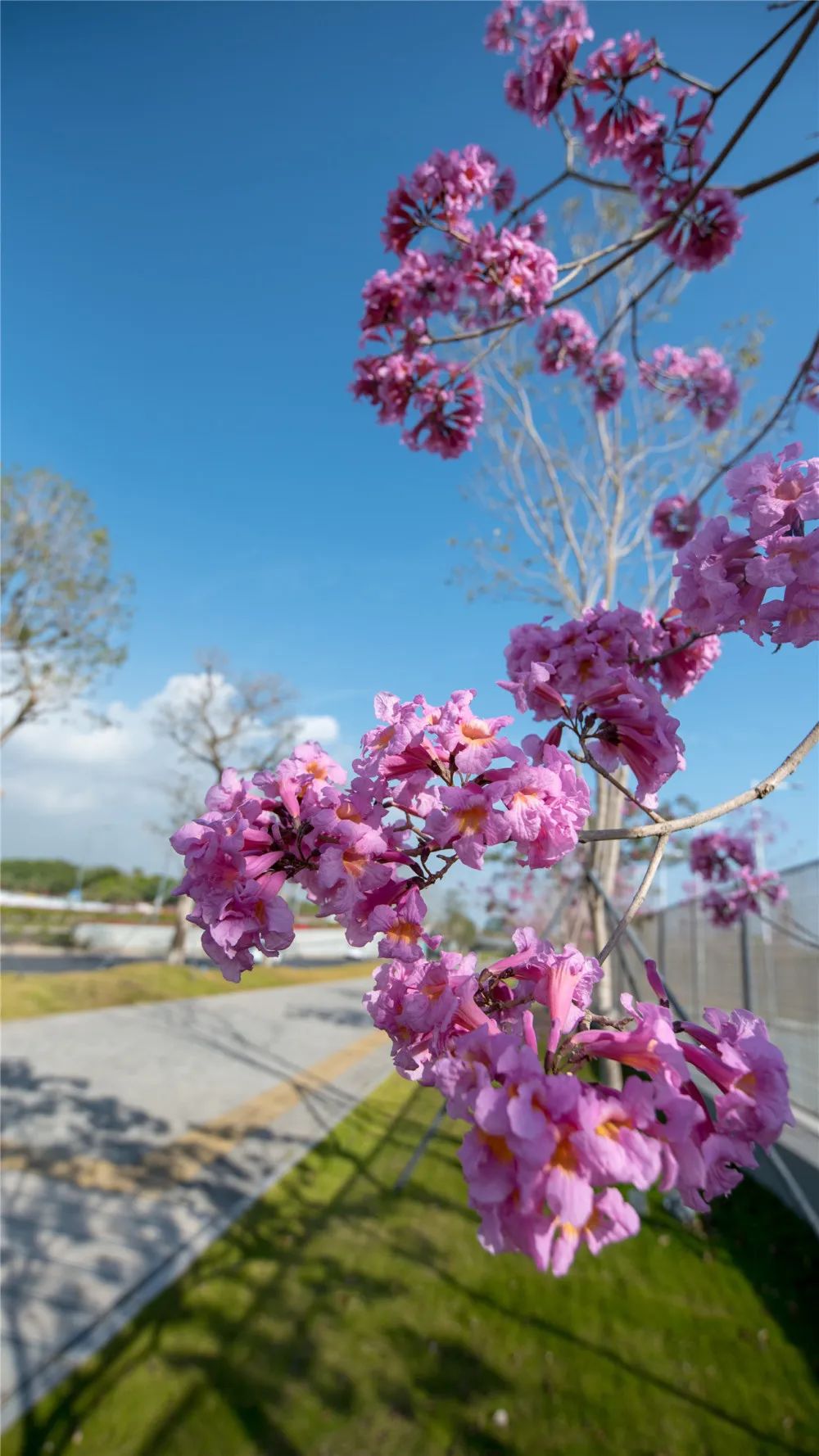 紫花风铃木(紫花风铃木的经济价值)