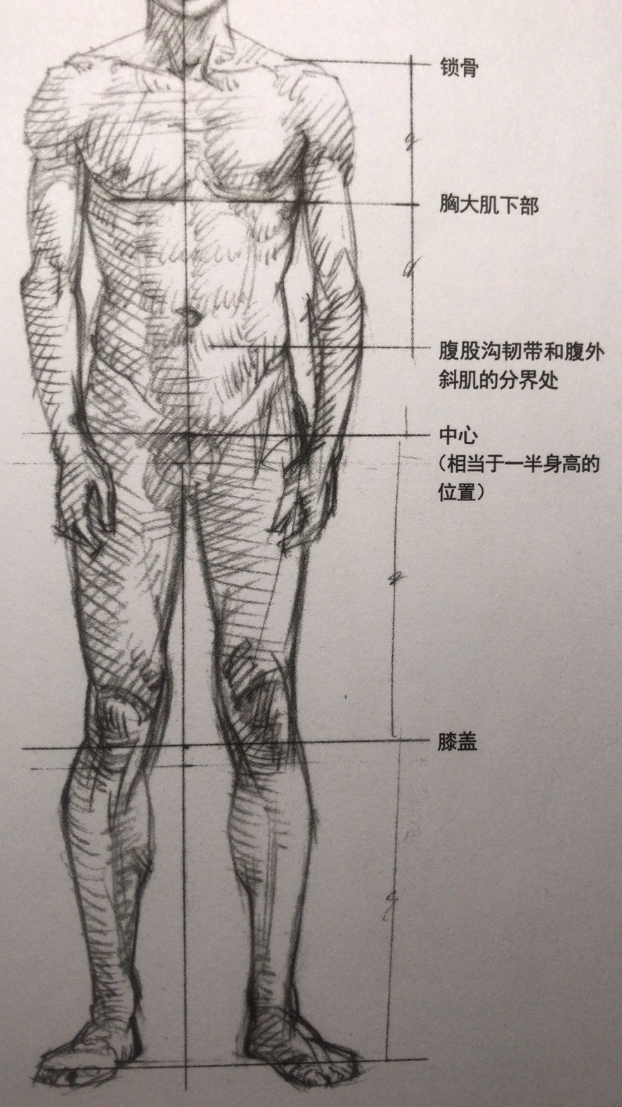 人体素描步骤画法图片