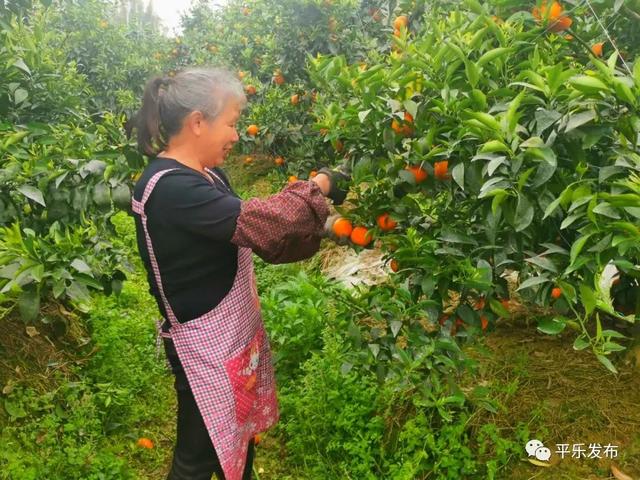 桂林平乐这一幅沃柑春收画卷让张家镇果农笑开了花