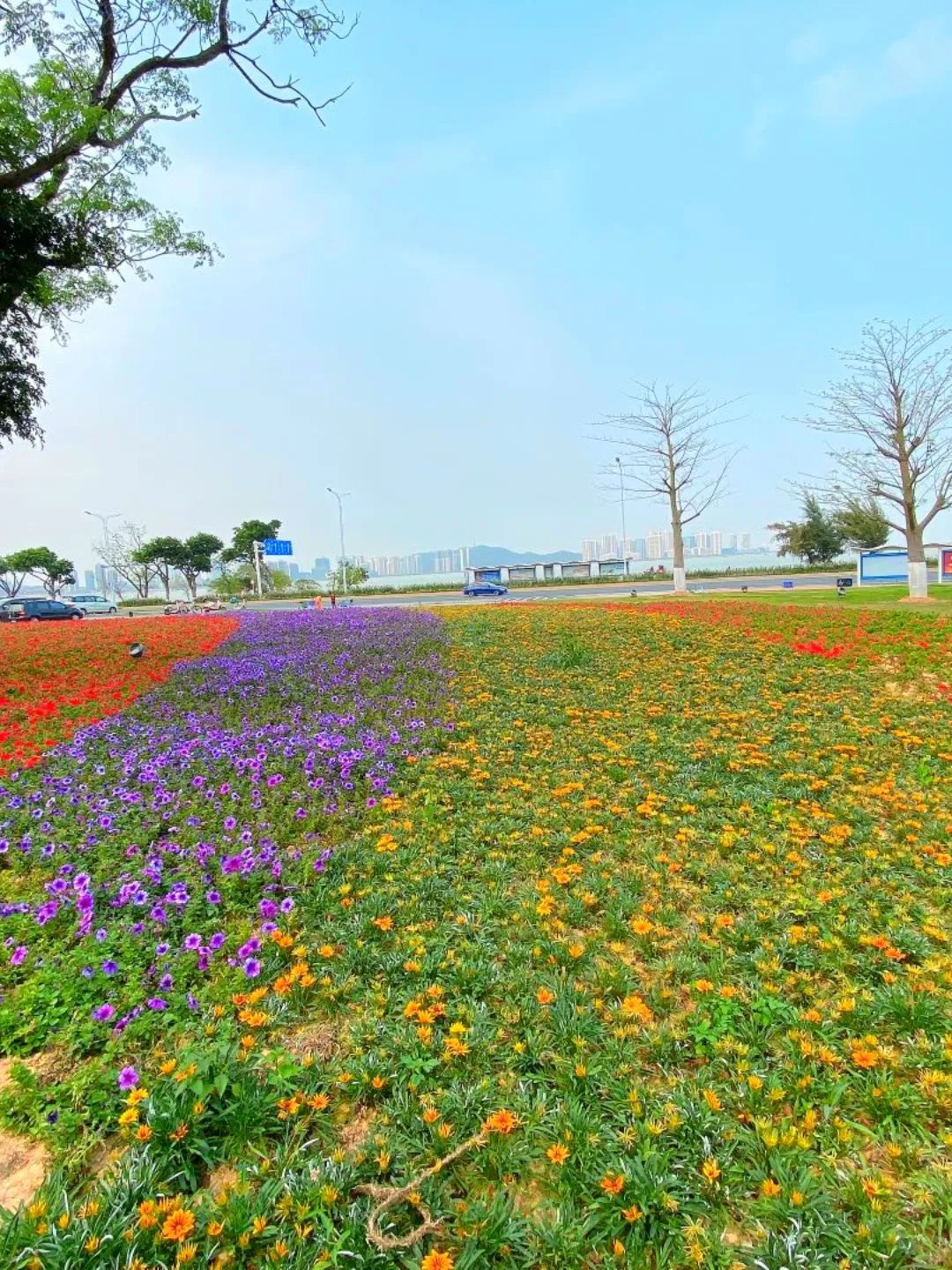 美爆了珠海驚現13公里的花海長廊一派面朝大海春暖花開