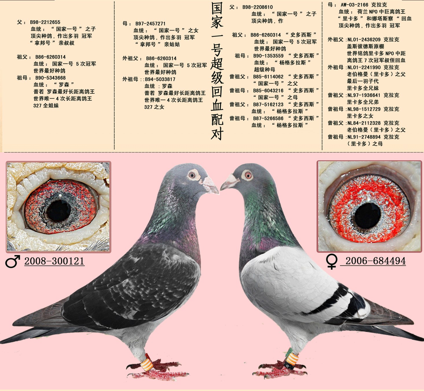 16组超级黄金配对案例血统鸽眼体型解析