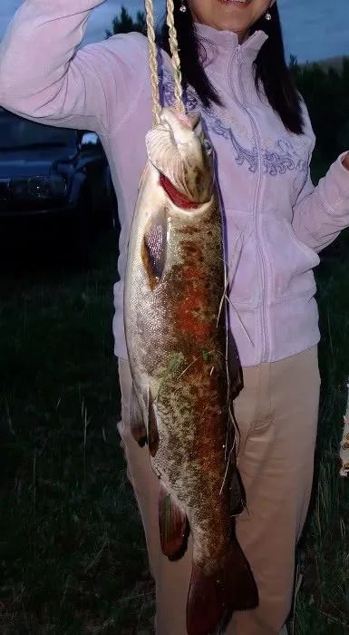 蒙古不仅风景秀丽而且鱼种繁多,有哲罗鲑,白斑狗鱼,北极鮰,细鳞鲑等