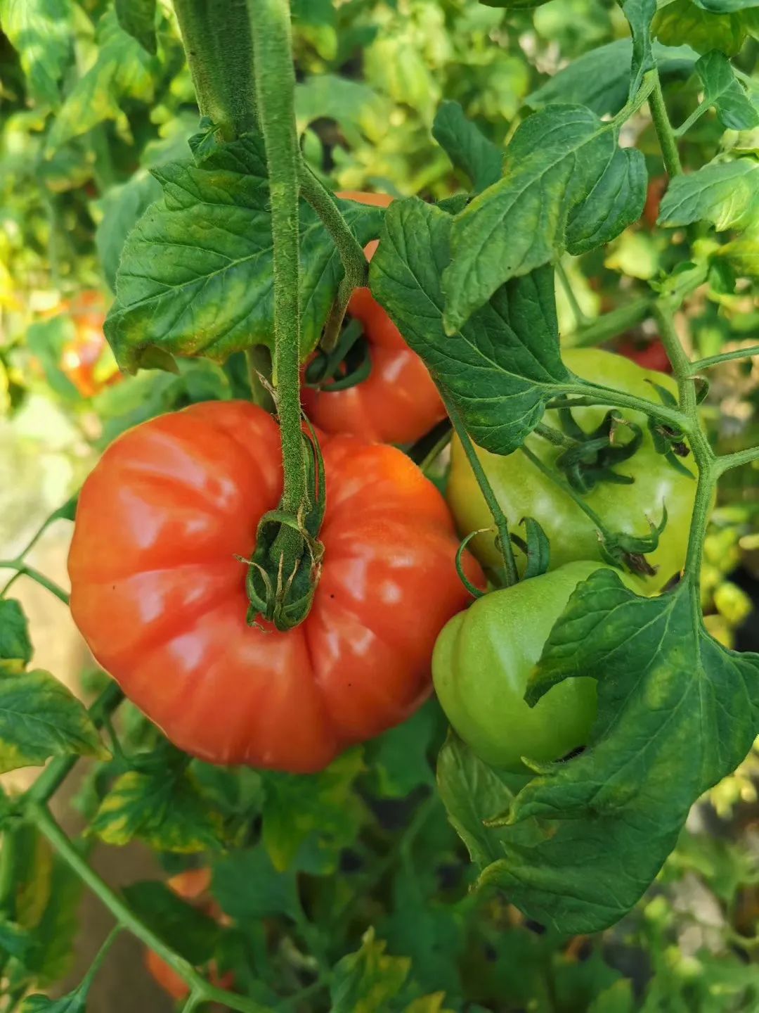 上新预订有机牛心番茄软沙糯甜饱满多汁生熟皆宜