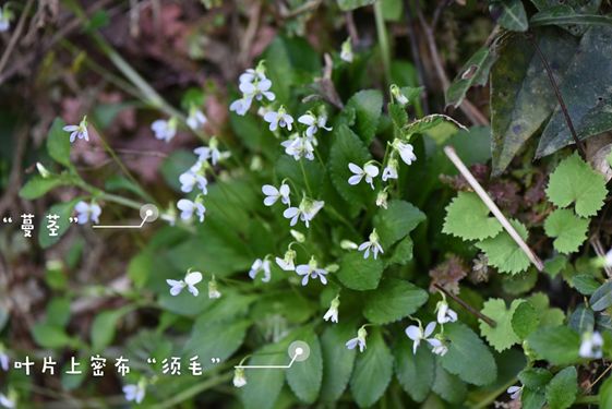 畲药文化小讲堂丨畲药界的天然消炎药须毛蔓茎堇菜