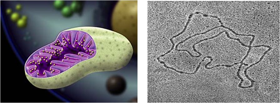 田庄教授线粒体心肌病的机制