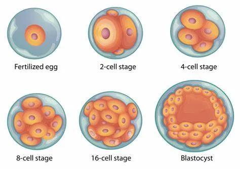 一级八细胞胚胎照片图片