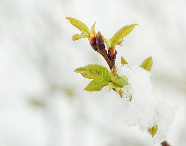 "忽如一夜春风来,千树万树梨花开"是的,这场大雪像一道光给疫情中的