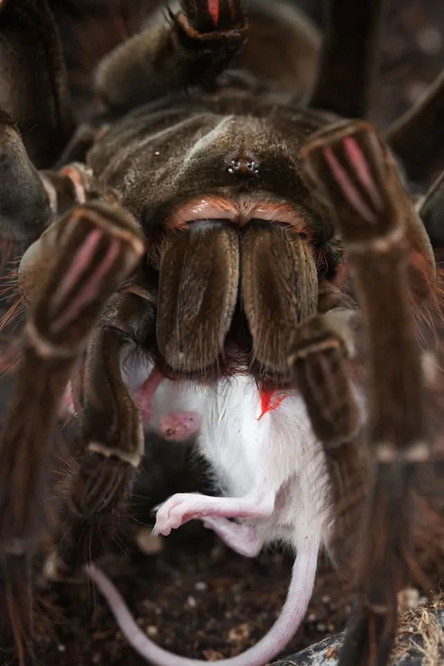 巨型蜘蛛实力演绎:我很丑可是我很温柔