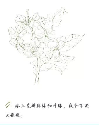 用画笔看大自然诸葛菜开花了春天就来了