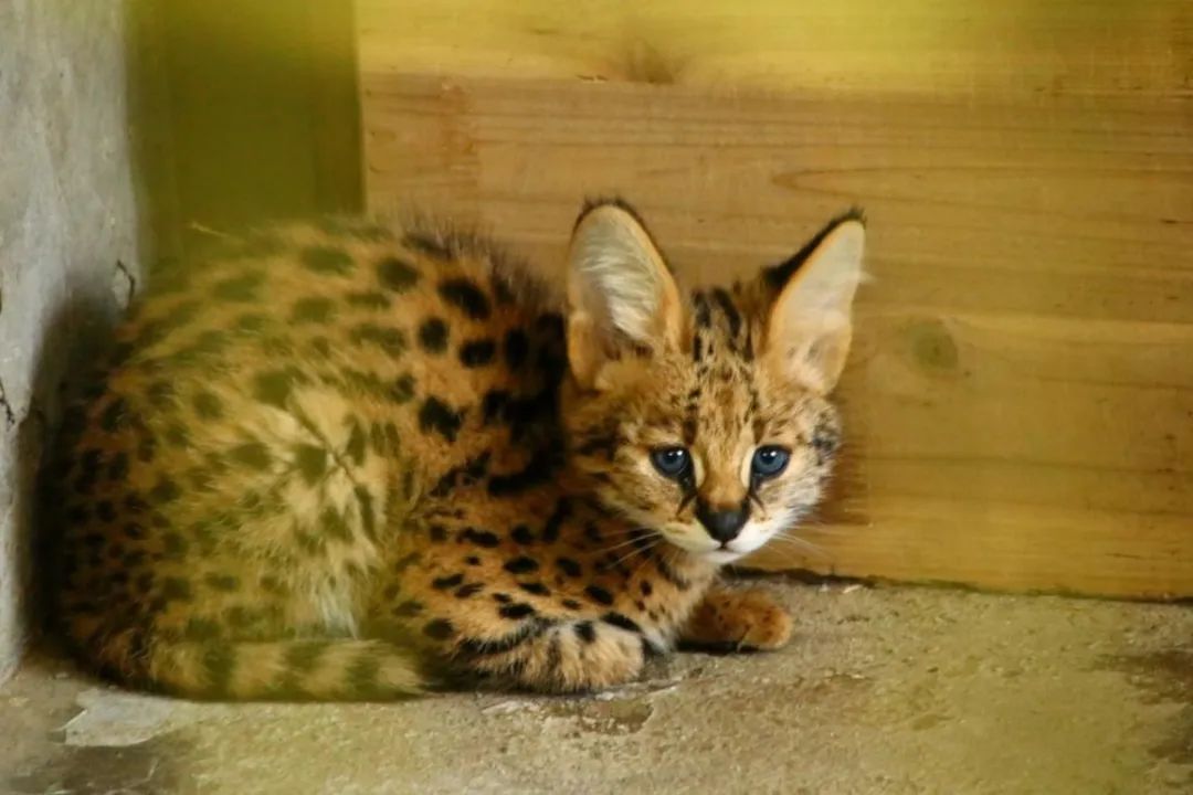 薮猫小宝宝成长轨迹公开!各种大小猫等你来吸