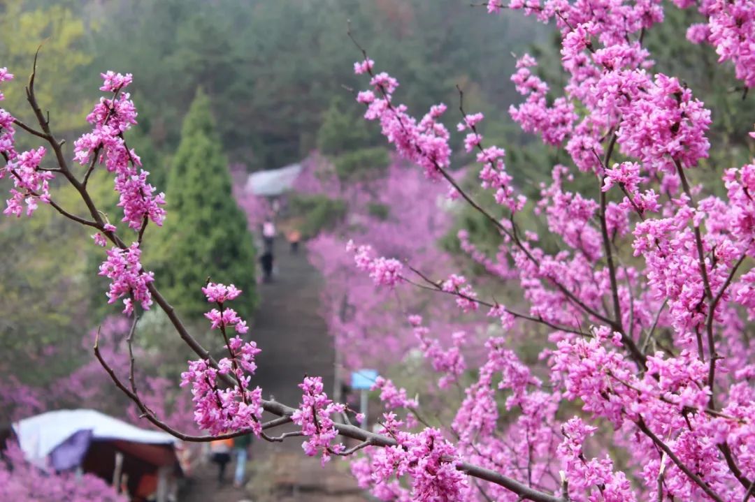 天台赤城山紫荆花花期图片