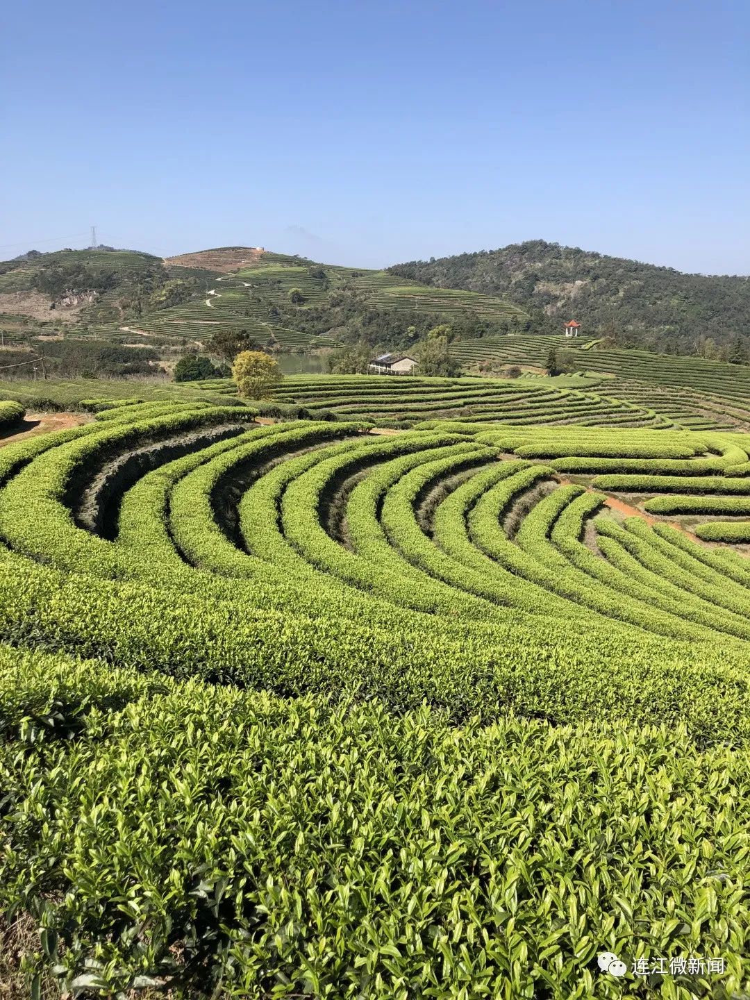 长龙镇2万余亩茶山陆续开采 赶制上品明前茶