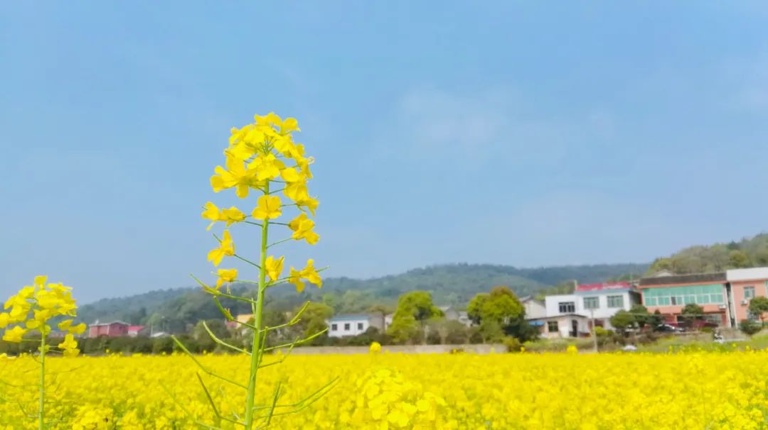 赏花正当时!一年一度的含浦油菜花节又来啦
