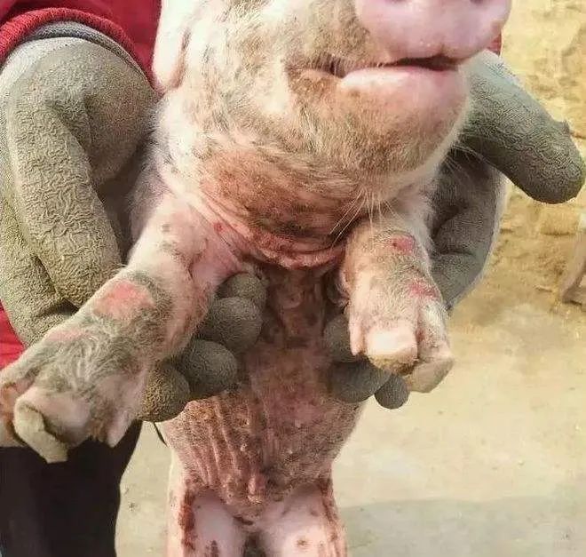 猪口蹄疫的紧急治疗方案如下:1.