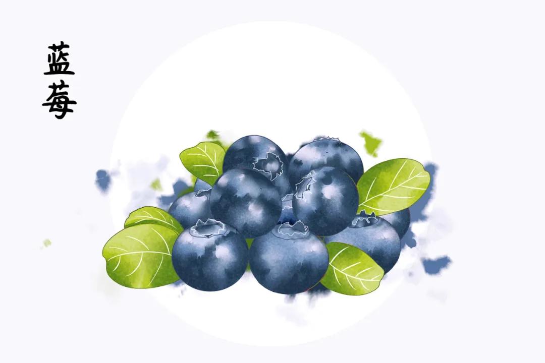 蓝莓除了吃,还可以用来?