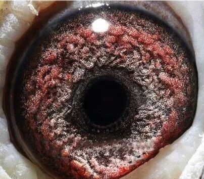 下面是我所收藏的超级种鸽眼:对于种鸽眼睛,虽然有很多鸽友都不太认同