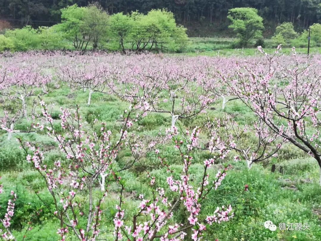 贛江源桃花黃桃花開靜待君來