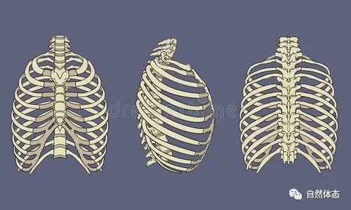 胸廓角度180啥样的图图片