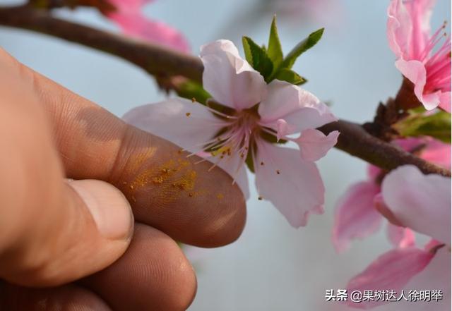 桃一生重要经历是开花坐果,怎么成花,怎么坐果,了解这些有必要