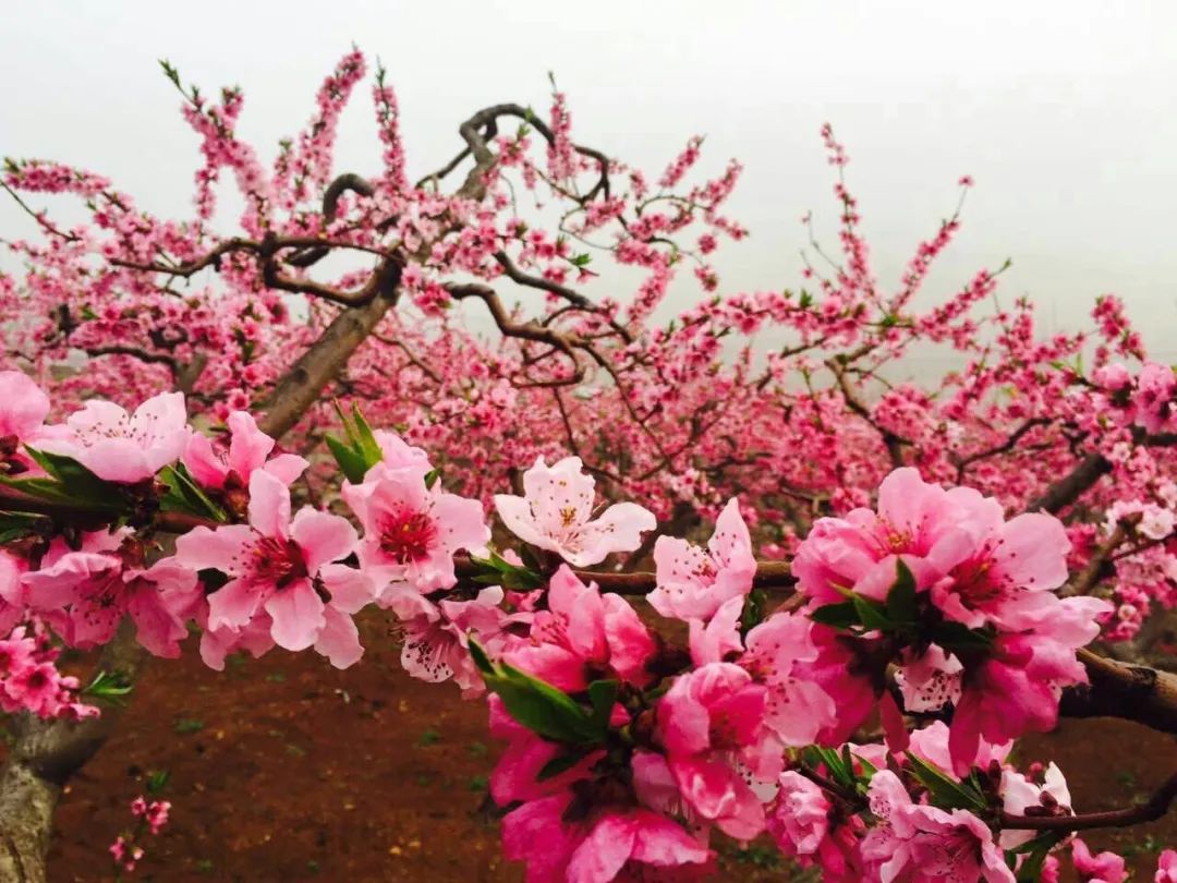 岱崮地貌最美万亩桃花即将为你绽放