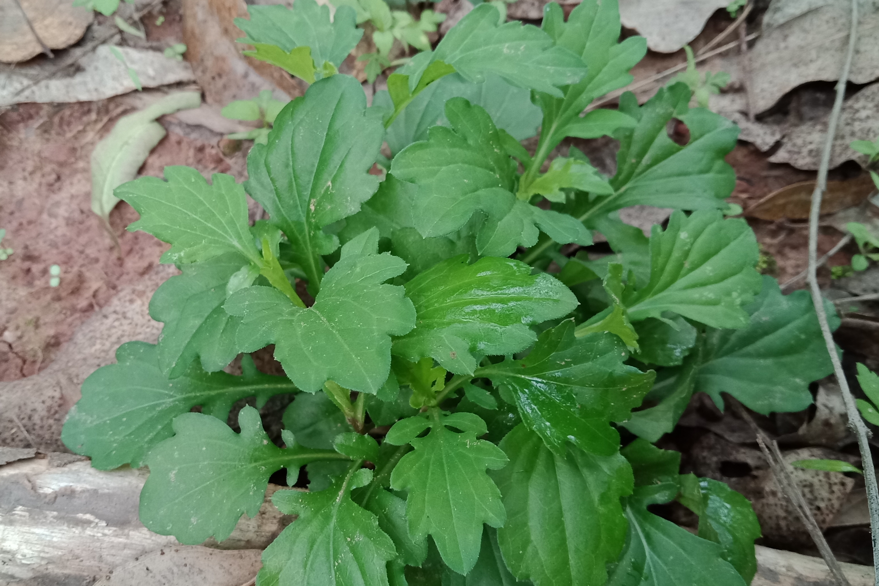 春天裡最好吃的野菜馬蘭頭涼拌清炒作餡都美味你吃過嗎