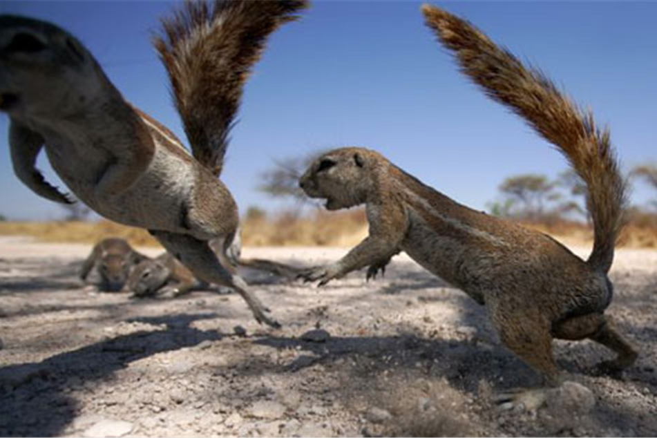 原创精选 非洲一神秘松鼠,见面碰鼻子认亲戚,尾巴还会发"旗语"让同伴