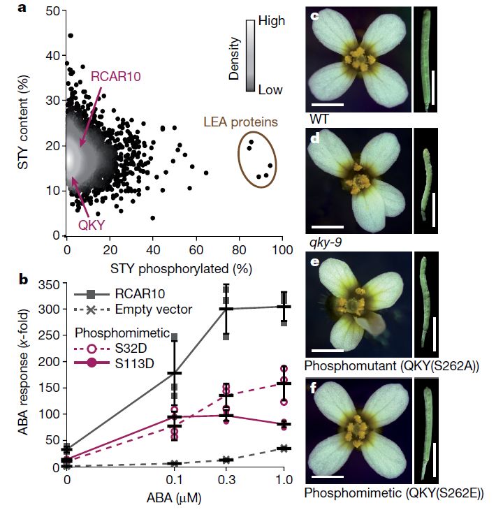 nature整合組學分析繪製最全面的擬南芥蛋白修飾與互作圖譜