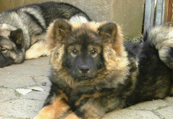 原创中国福犬能够给你带来好运的福神比大熊猫还要稀少