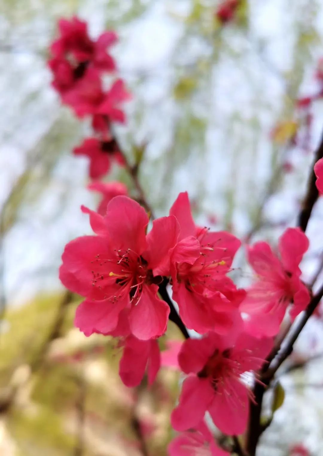 (拍摄者:俞婷(拍摄者:邓化冰)造物无言却有情,久寒而必暖,否极定泰来