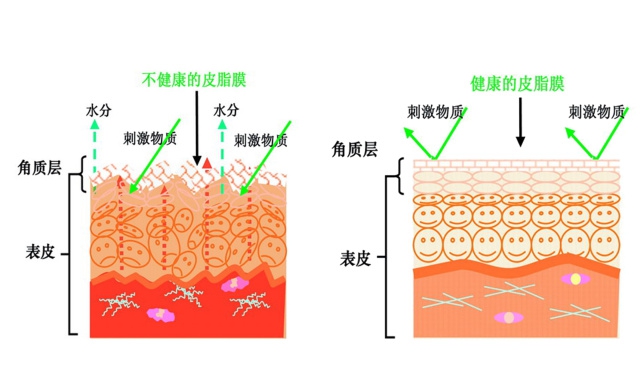 再生|完美肌肤的守门员丨肌肤细胞生命延续，再生修复皮脂膜