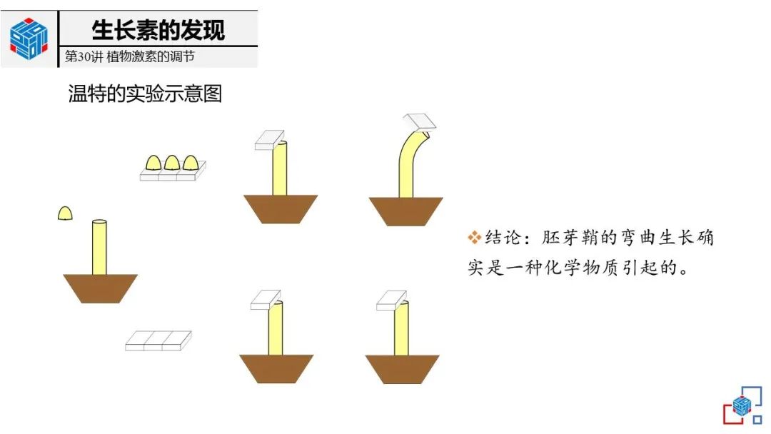 温特的生长素实验过程图片