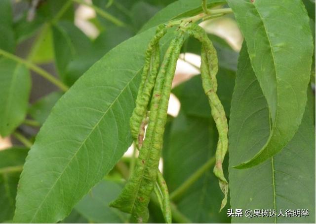 2020年桃蚜虫不可怕,怕的是错失防治良机,反复打药,污染环境