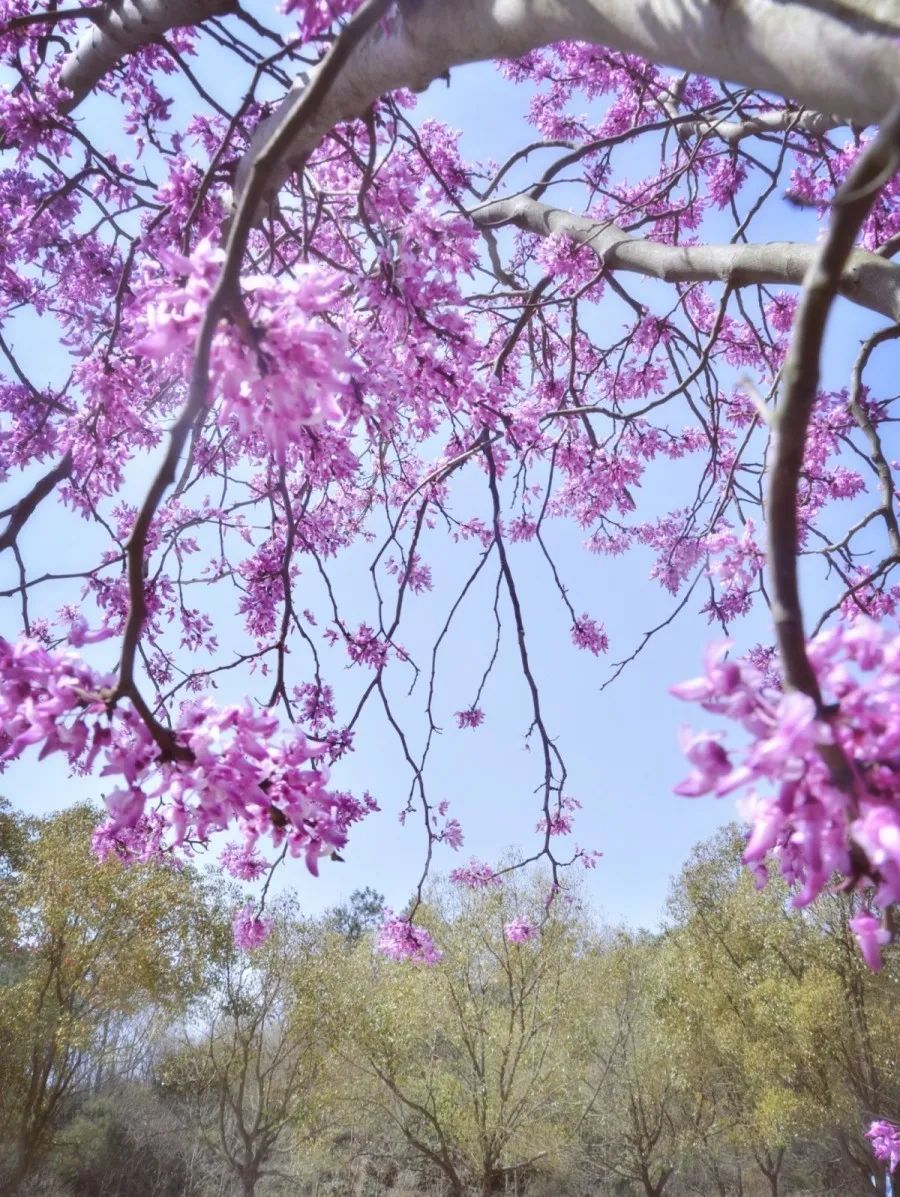 太美了台州赤城山紫荆花海开了