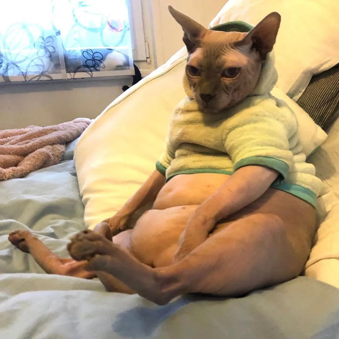 别的猫胖算可爱无毛猫胖起来却让人笑喷