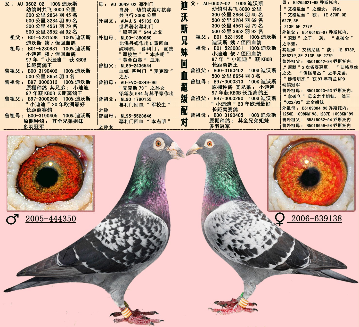16组超级黄金配对案例血统鸽眼体型解析